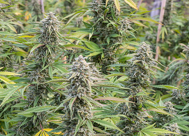 Green Medicine: A Comprehensive Guide to Medical Cannabis
