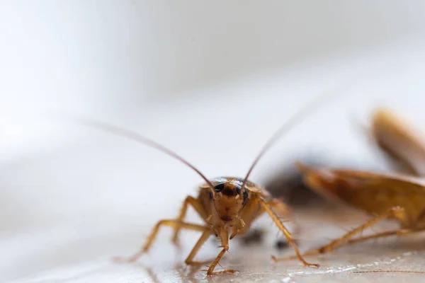 Sydney’s Reliable Termite Pest Control Services: What You Need to Know