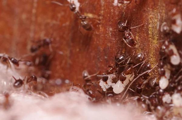 The Art of Termite Baiting: Strategies for Effective Control